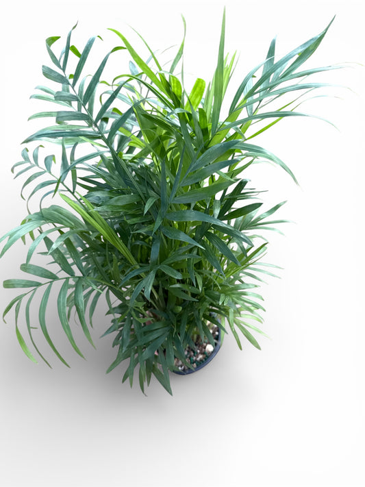 4" Palm Neanthebella