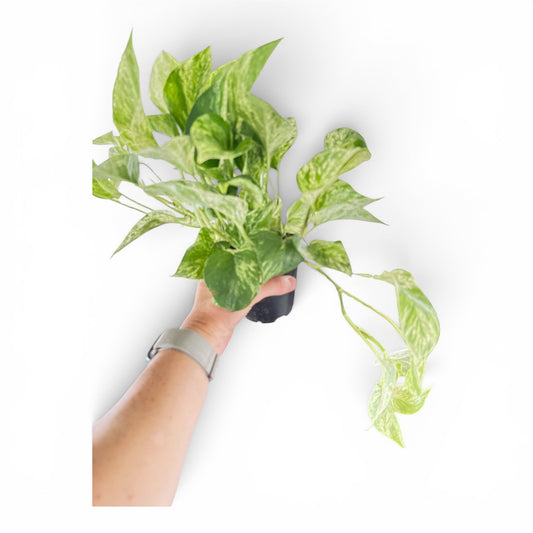 4" Pothos Marble Queen