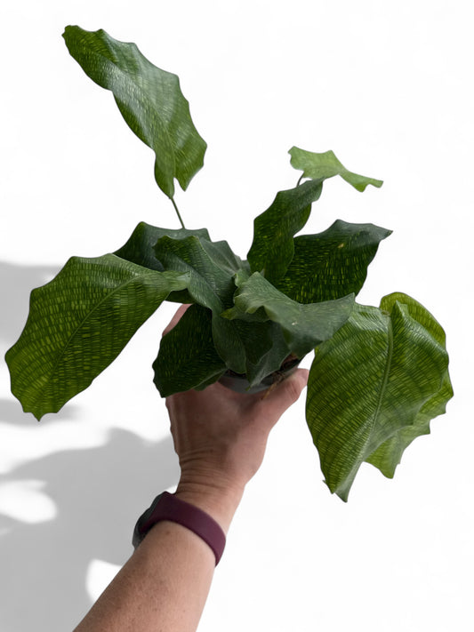 4” Calathea Network