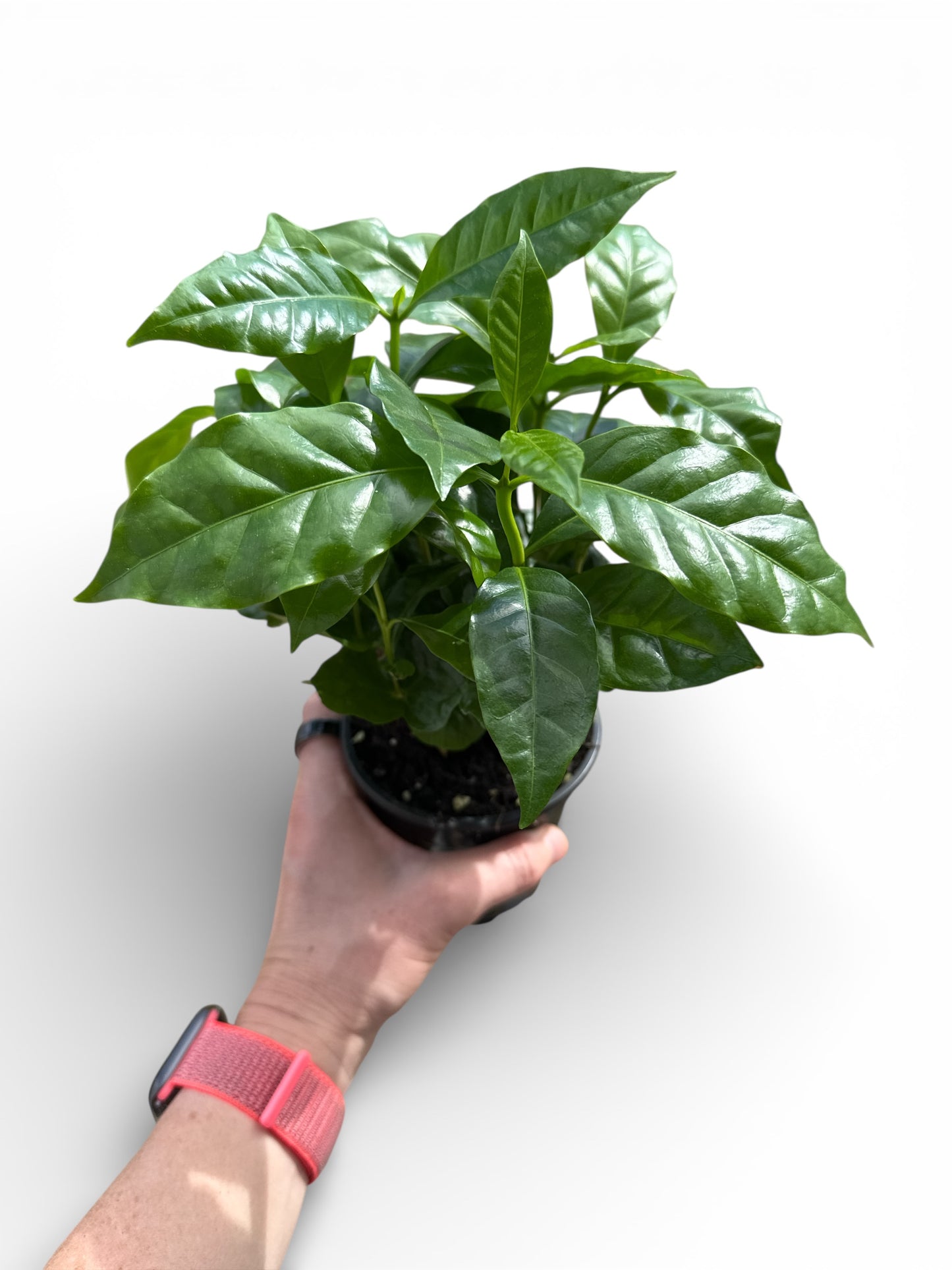 4" Coffee Plant