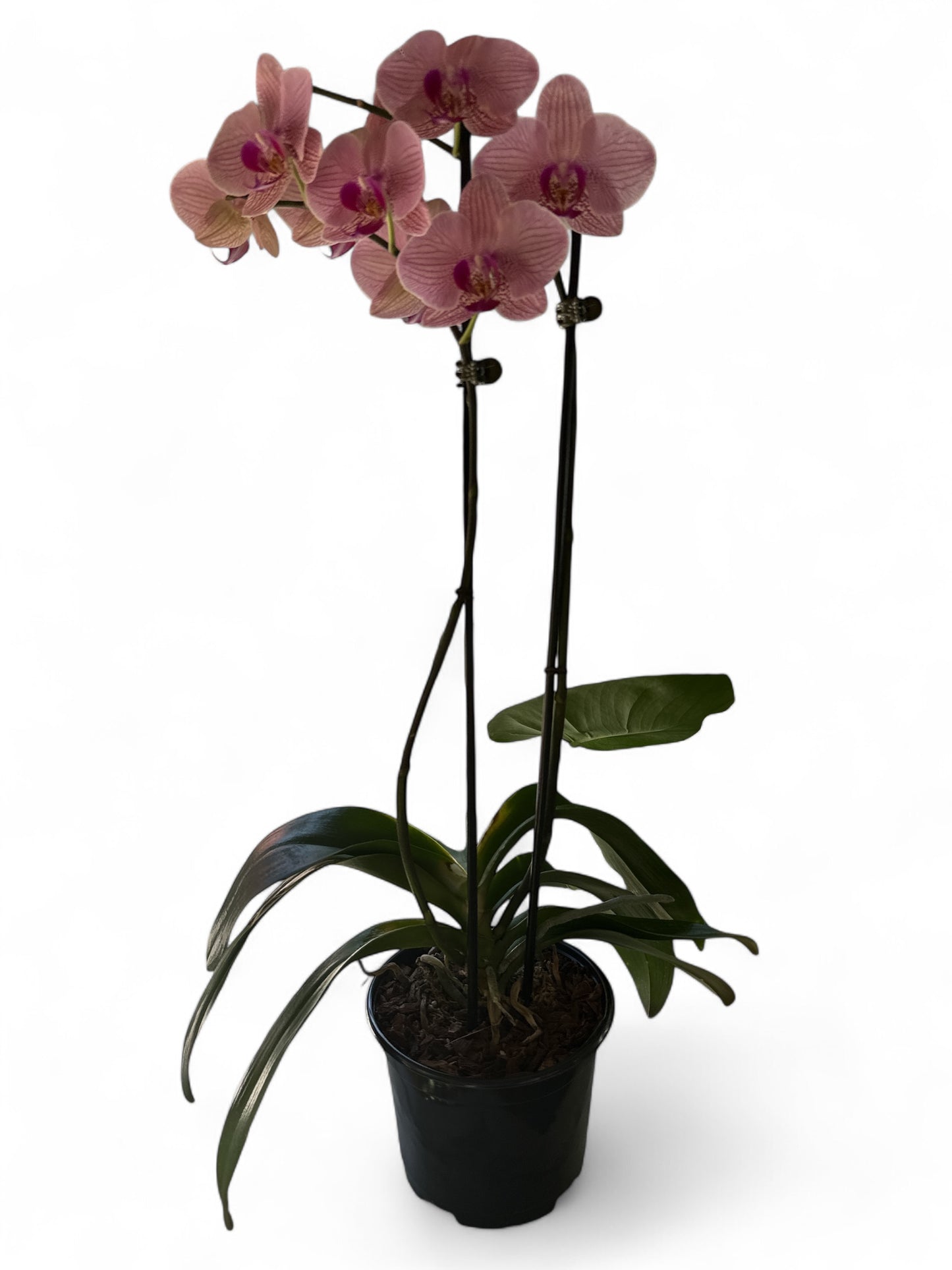 6” Orchid