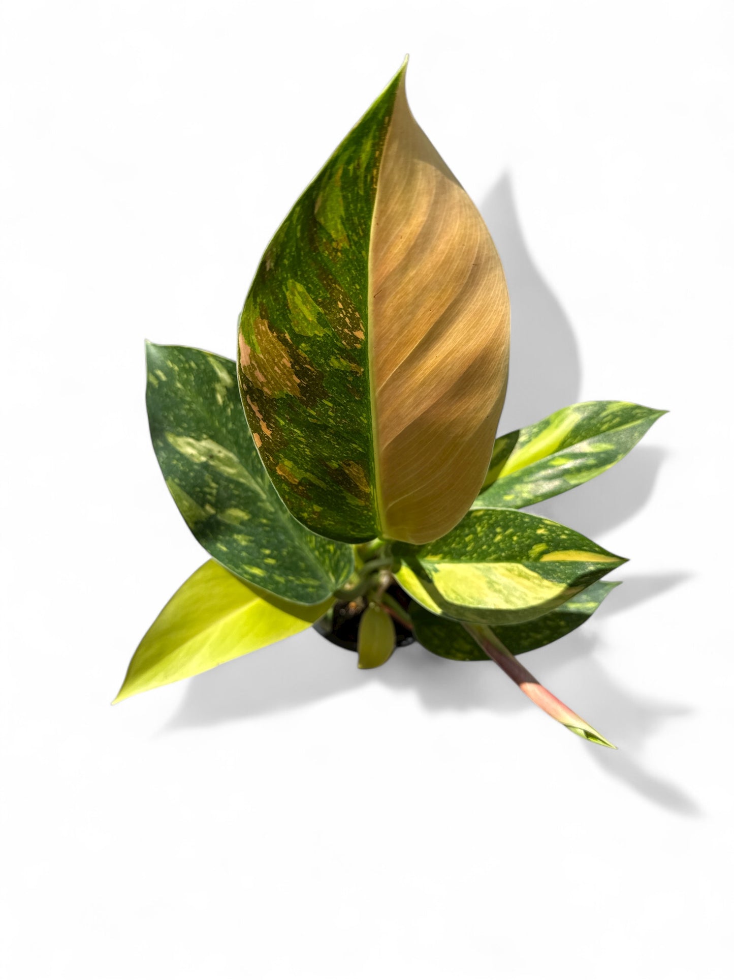 4” Philodendron Congo Nuclear