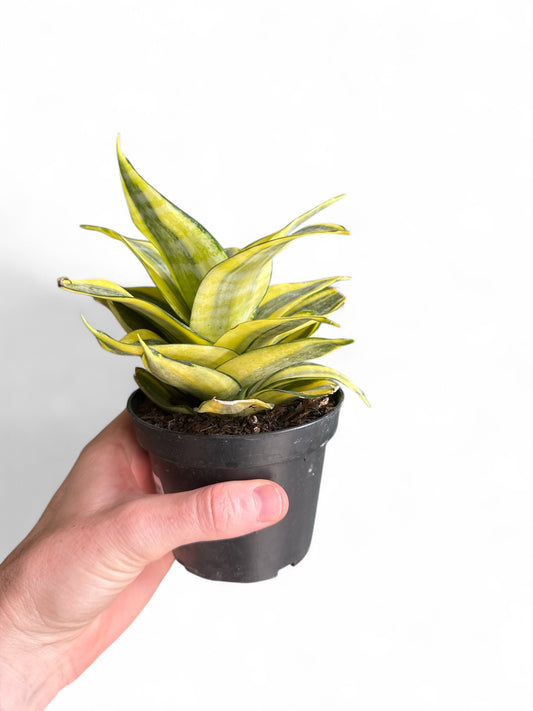 4” Sansevieria Golden Hahnii