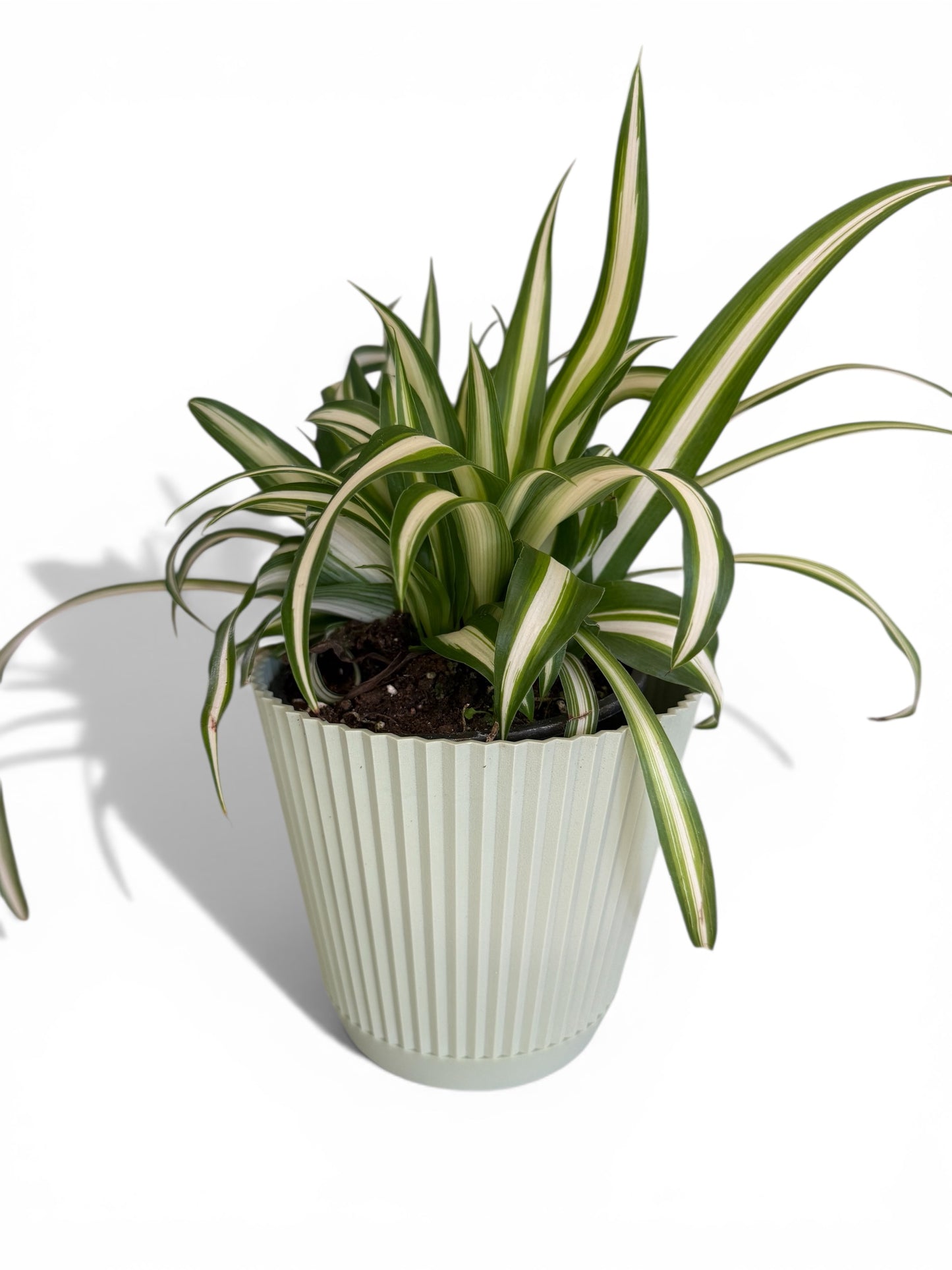 4” Decorative Ruffled Pot