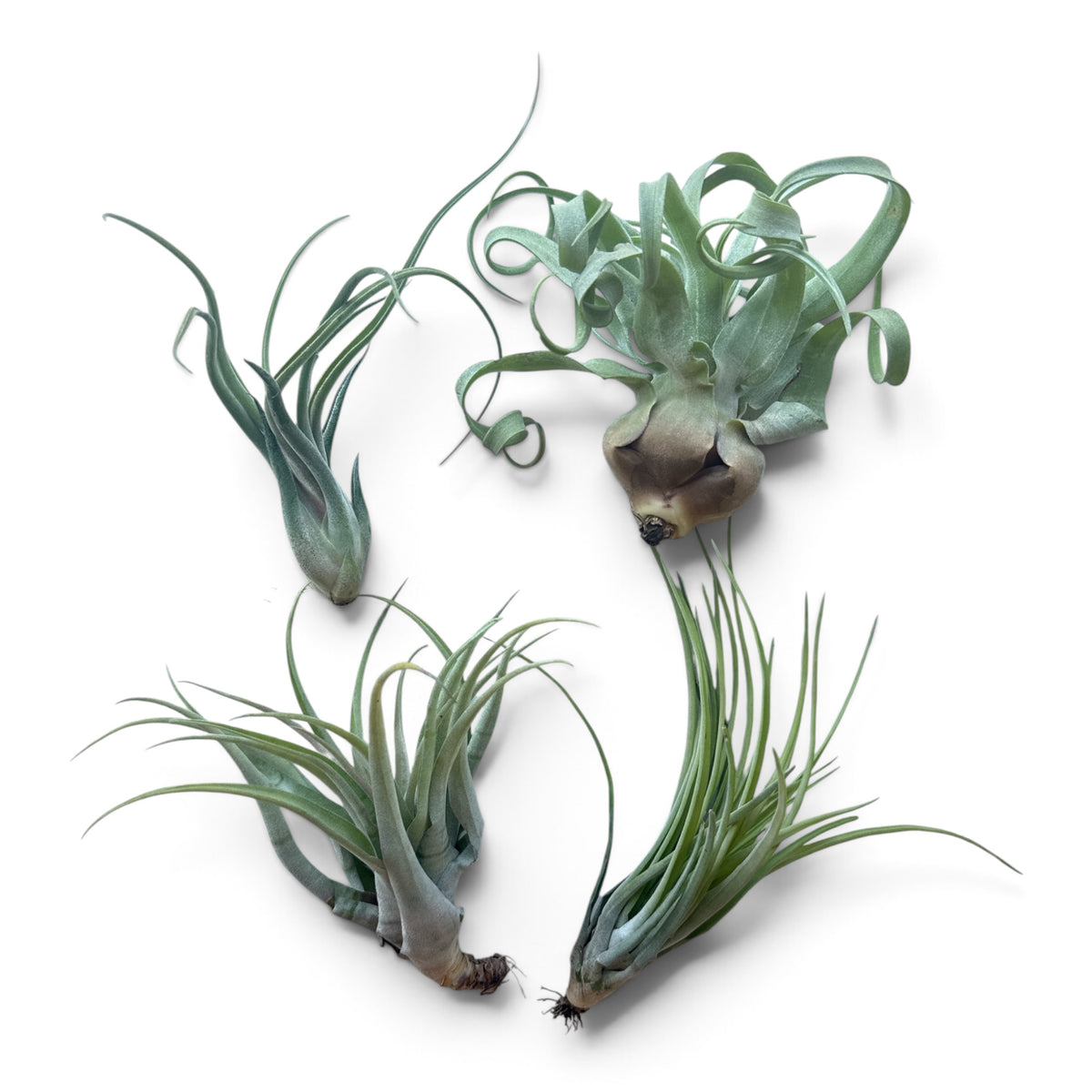 TILLANDSIA 3”