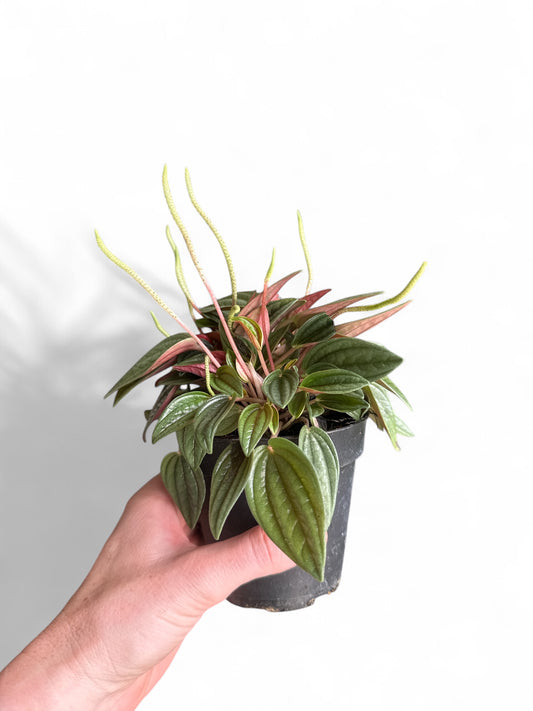4” Peperomia Rosso