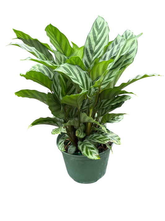 6" Calathea Concinna