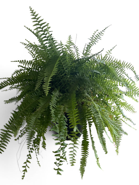 10” Fern Boston HB