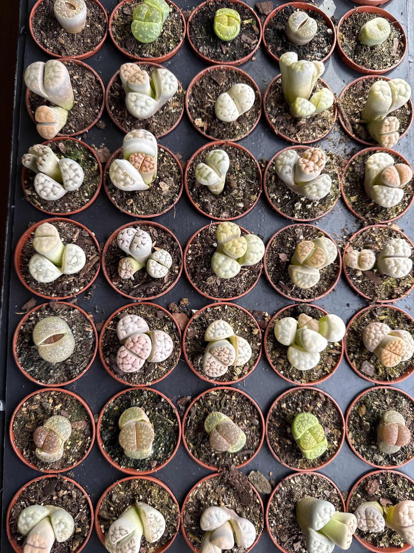 2" Succulent Lithops