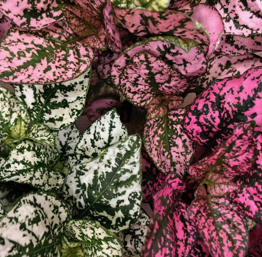 4” Hypoestes Mix Pot