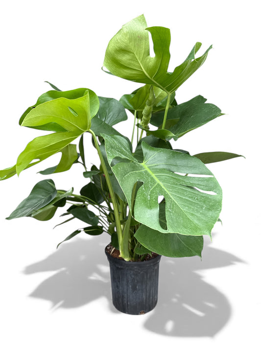 8” Philodendron Split Leaf / Monstera