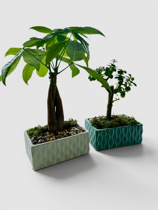 Coastal Reserve Bonsai