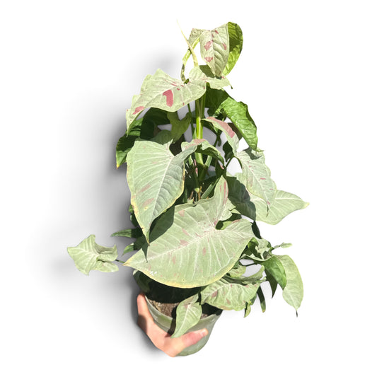 6" Syngonium Milk Confetti