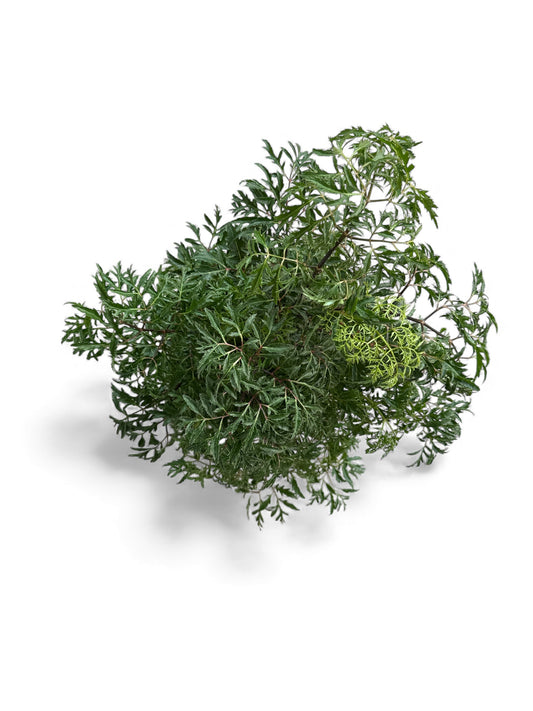 6” Aralia Ming Stump