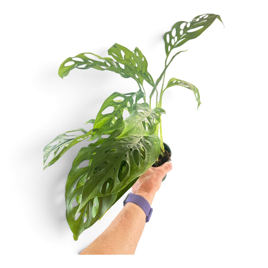4" Philodendron Swiss Cheese