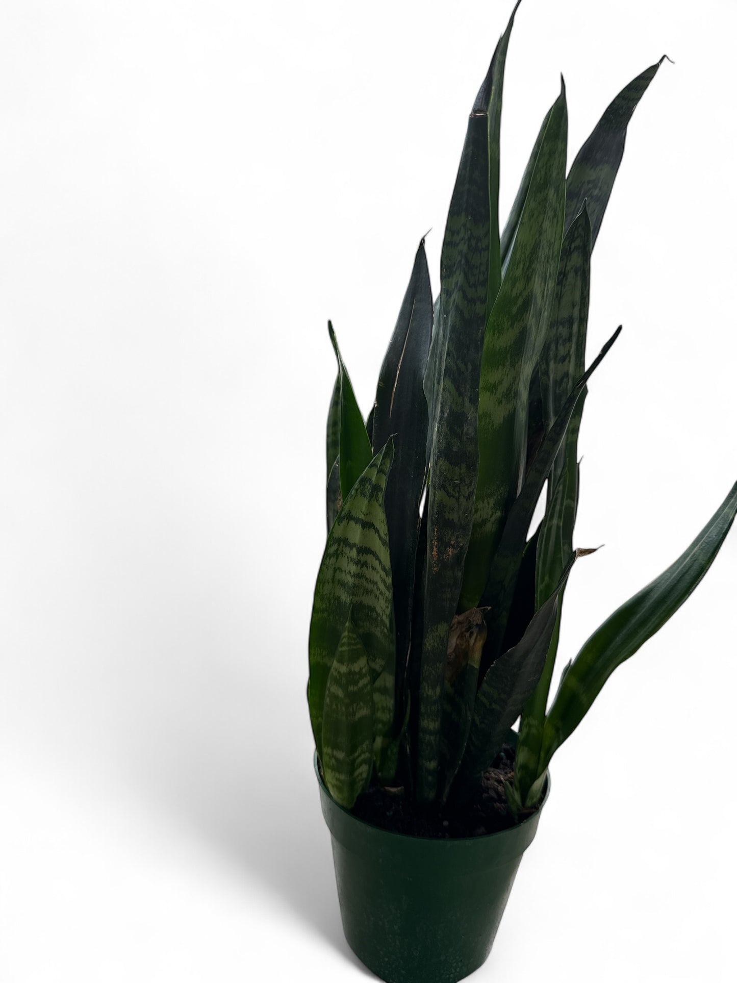 6" Sansevieria Black Coral