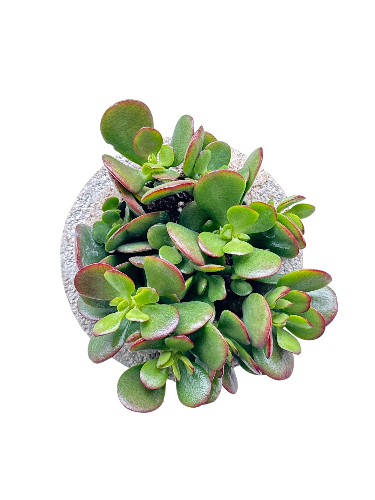 4” Palmetto Planters w/Jade