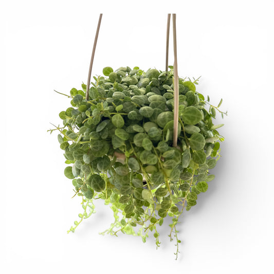 5" String of Turtles Hanging Basket