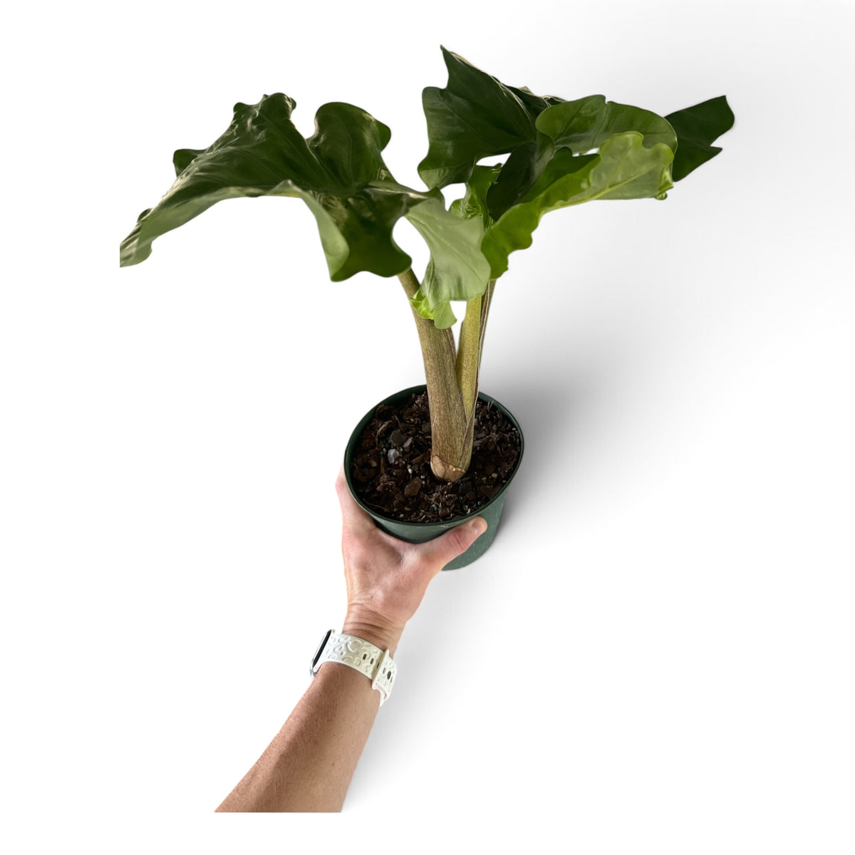 6" Alocasia Low Rider