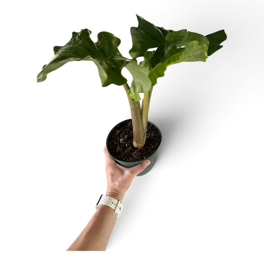6" Alocasia Low Rider
