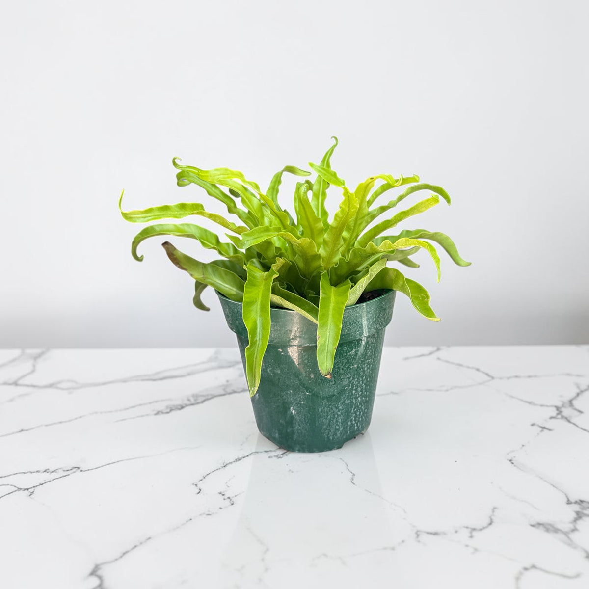 6" Fern Birdnest Hurricane