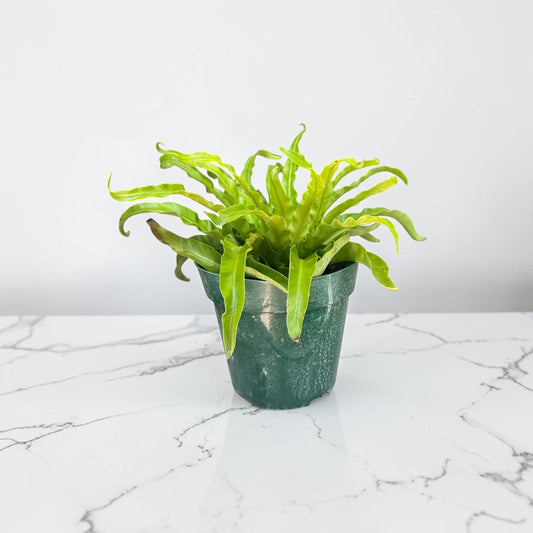 6" Fern Birdnest Hurricane