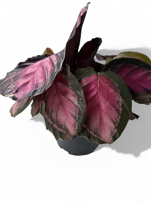 6" Calathea Roseopicta Rosy