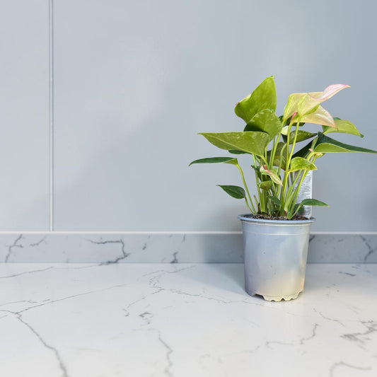4" Anthurium