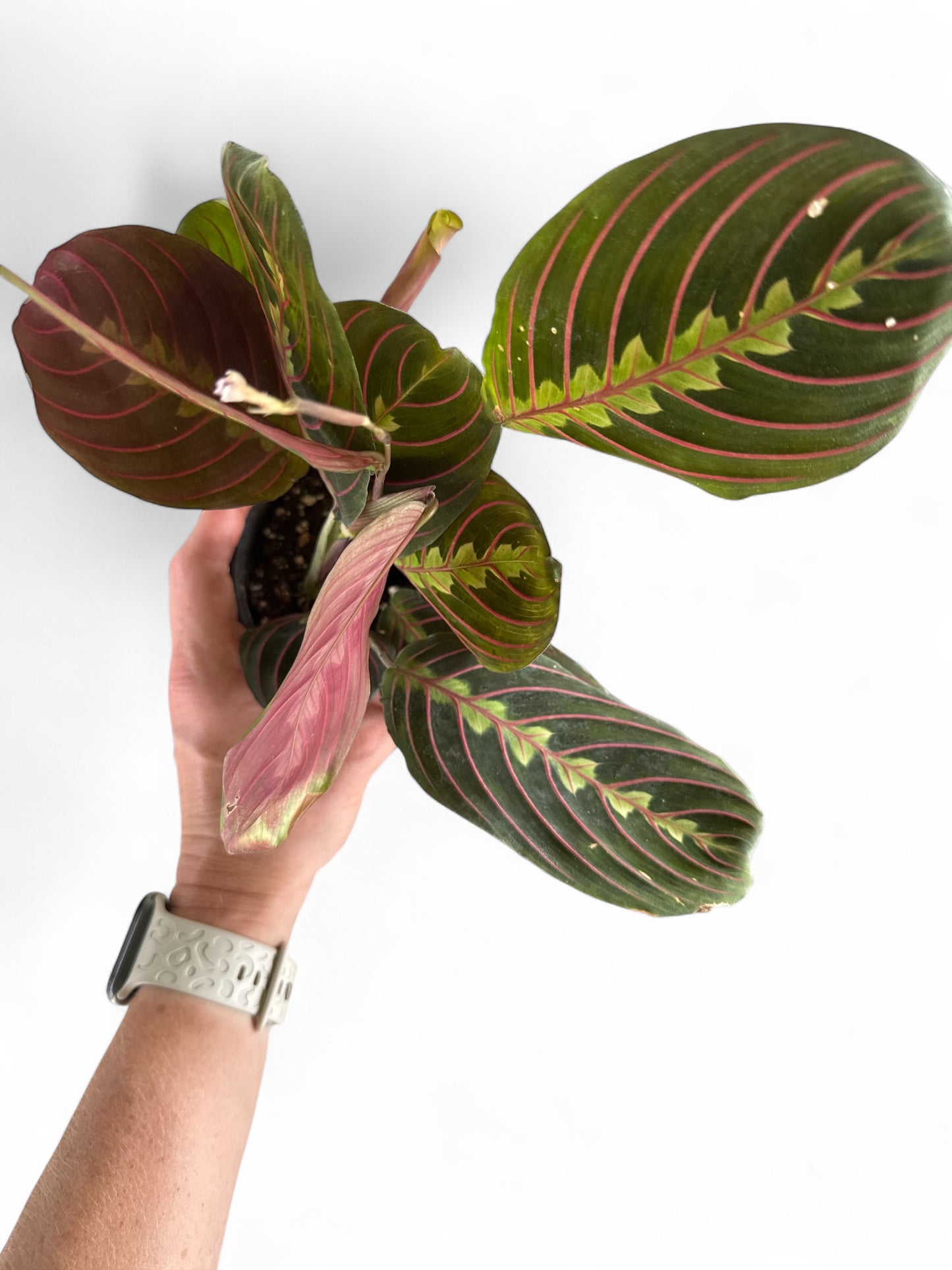 4" Maranta Red