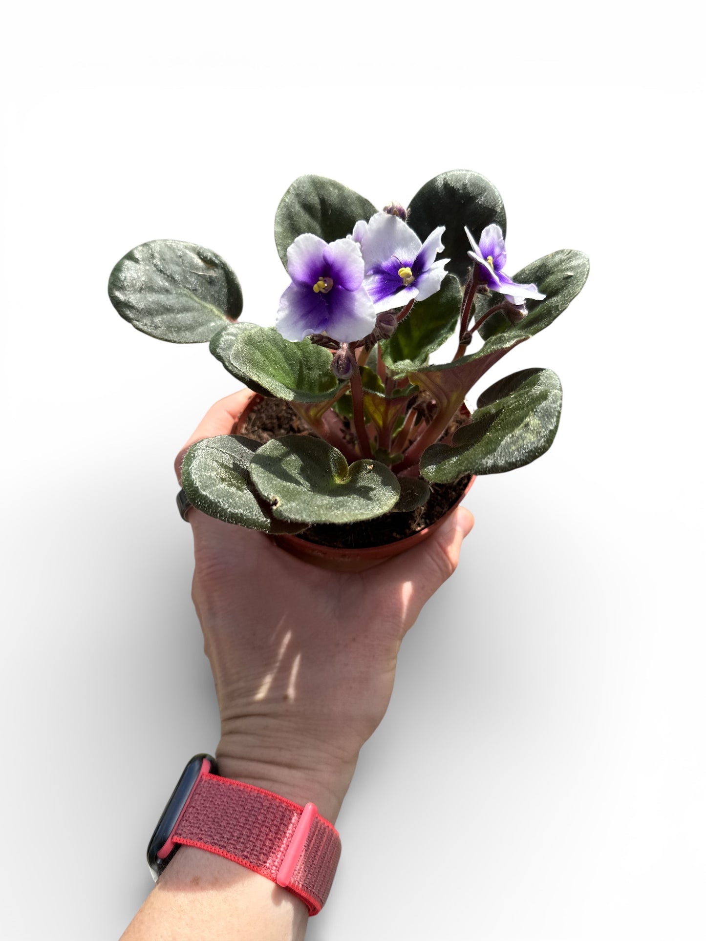 4" African Violets