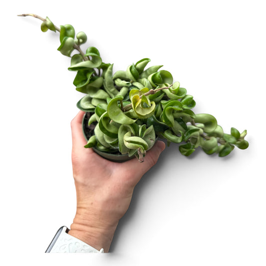 4" Hoya Rope
