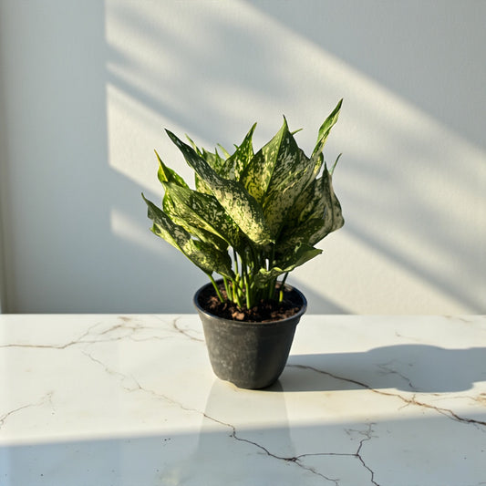 6" Aglaonema Spring Snow