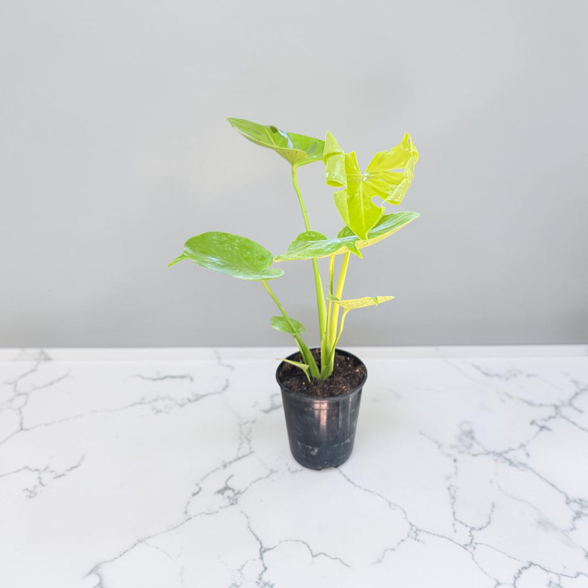 6" Monstera Golden Compact