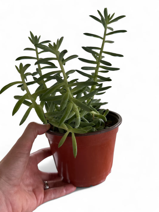 6" Succulent Lambs Tail