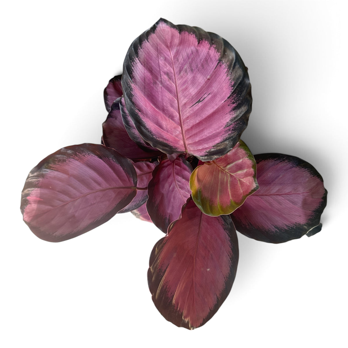 6" Calathea Purple Rose
