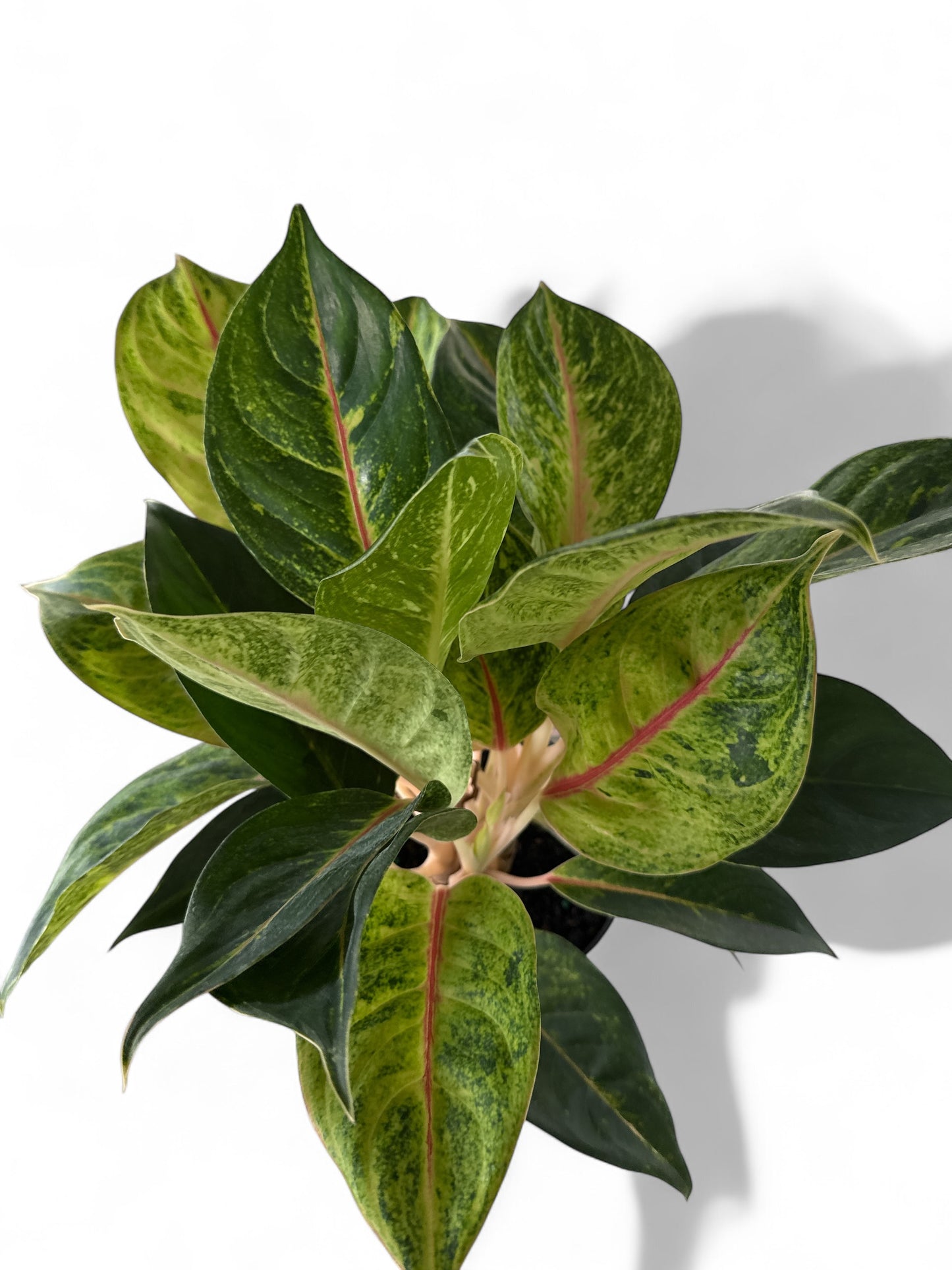 6" Aglaonema Pink