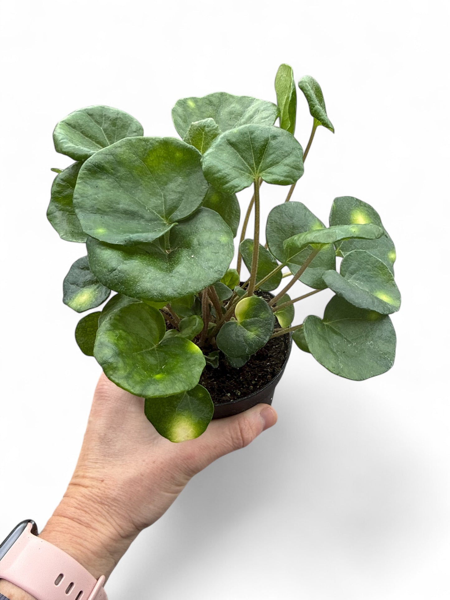 4” Farfugium Firefly