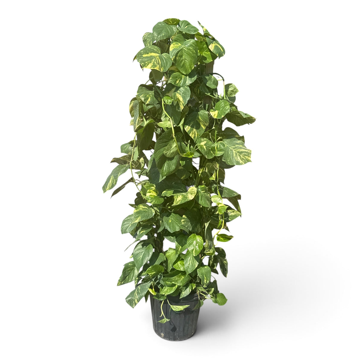 12” Pothos Golden Trellis