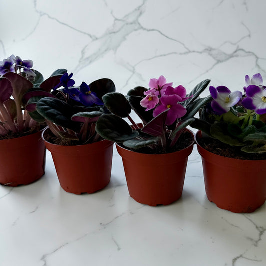4" African Violets