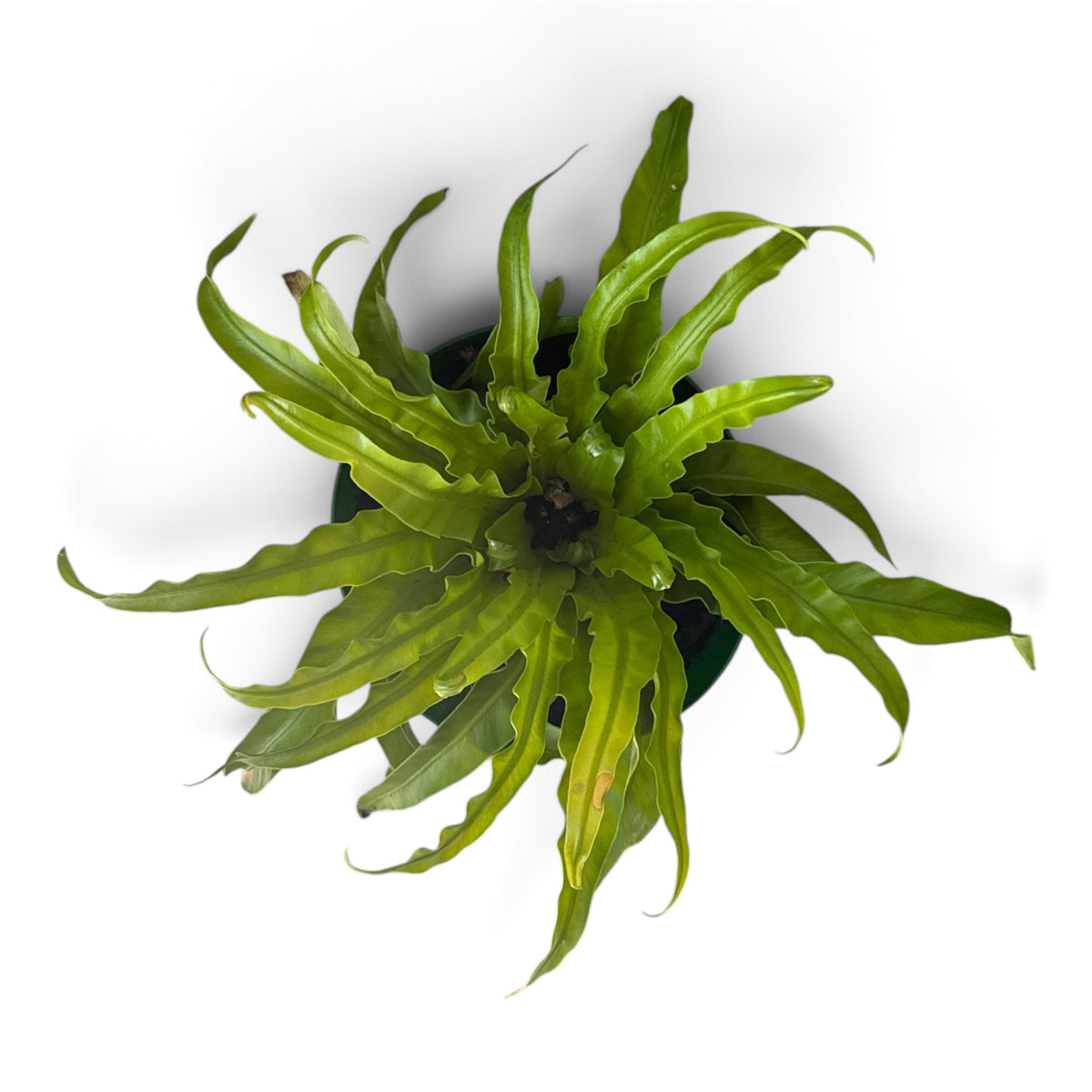6" Fern Birdnest Hurricane
