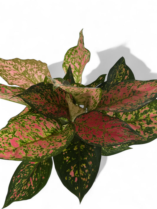 6" Aglaonema Pink