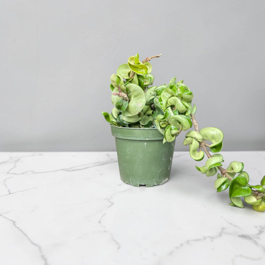 4" Hoya Rope