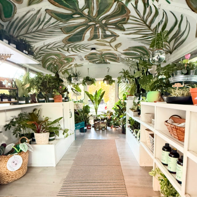 best indoor plant shops Planted by the Sea