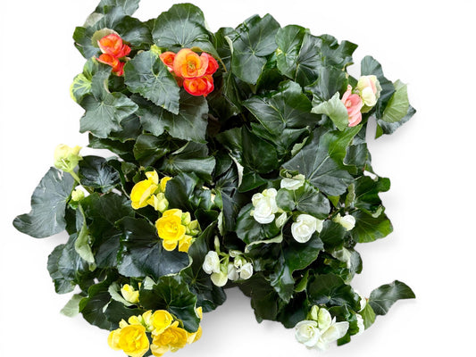 6” Begonia Reiger