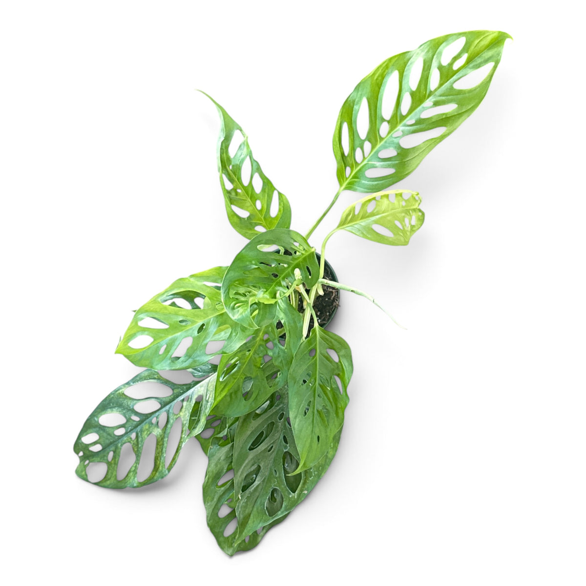 4" Philodendron Swiss Cheese