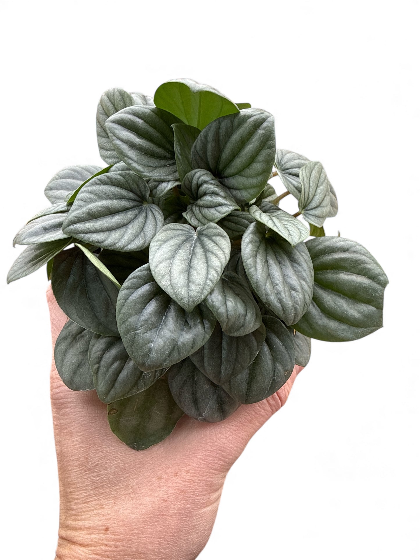 4” Peperomia Frost