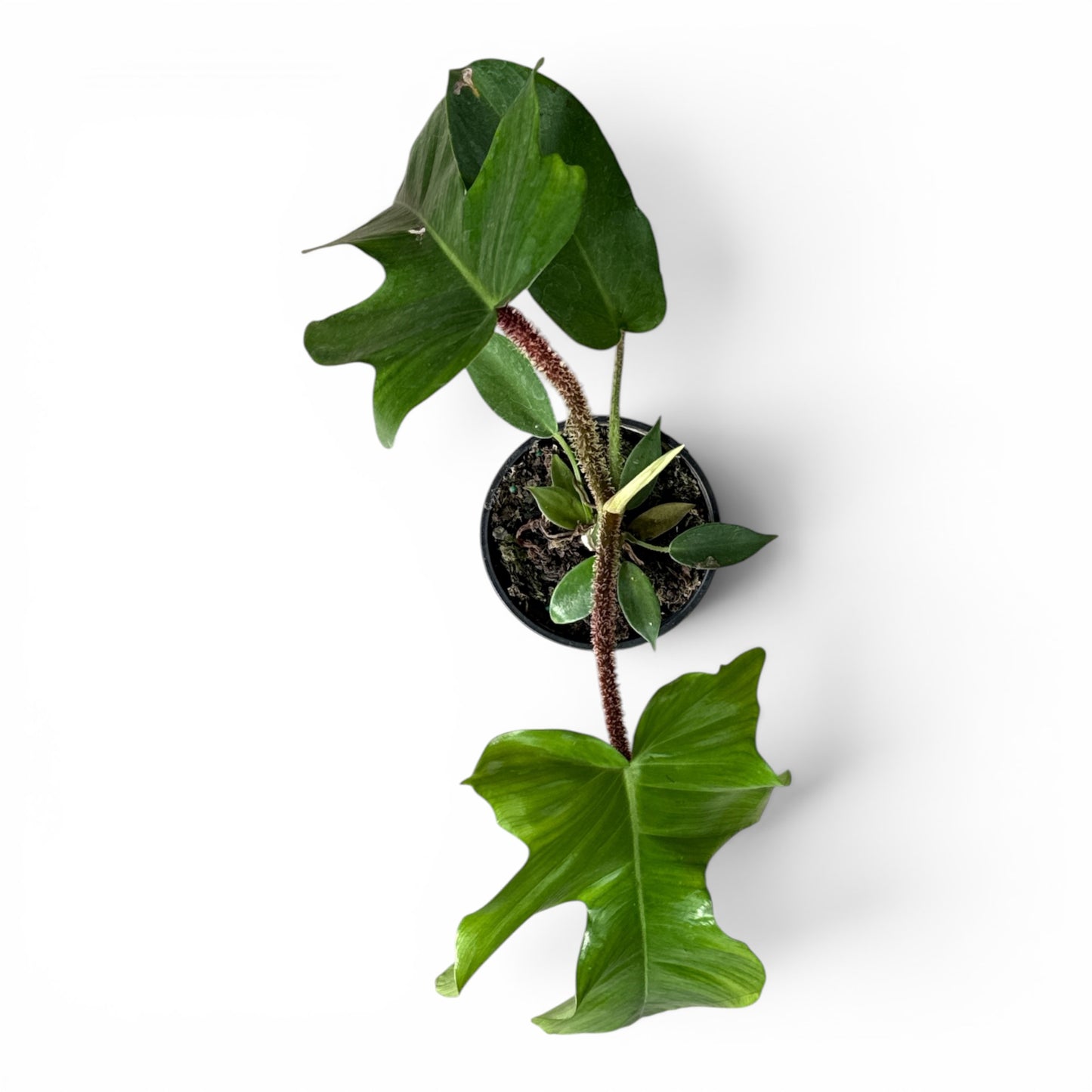 4" Philodendron Squamiferum
