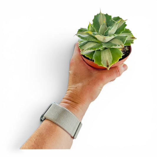 4" Agave