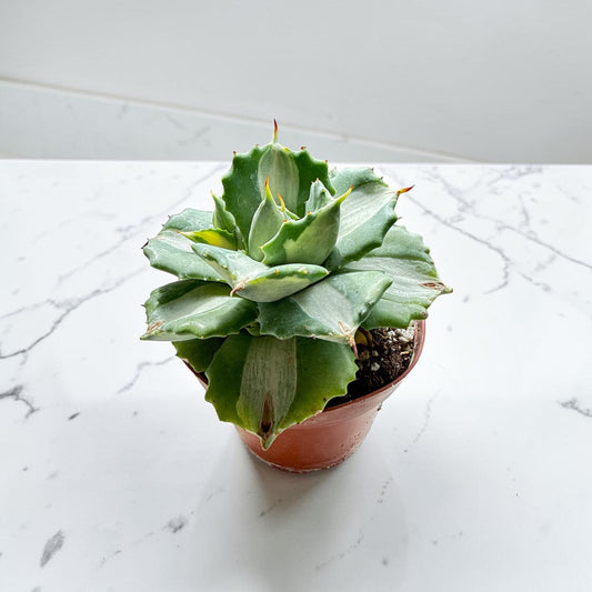 4" Agave