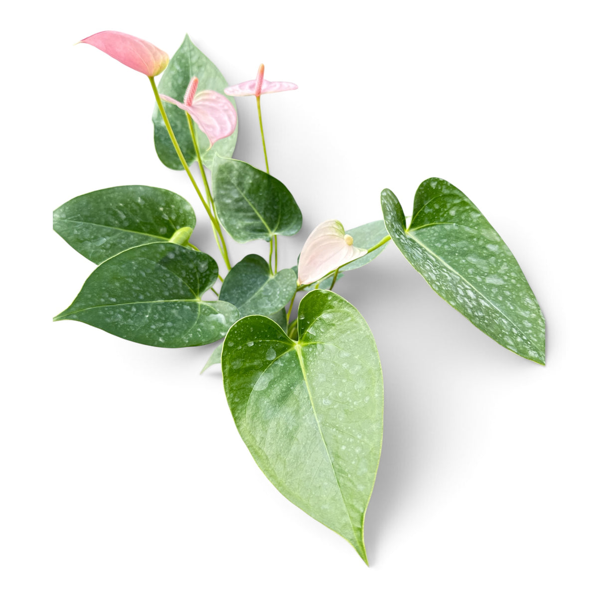 4" Anthurium